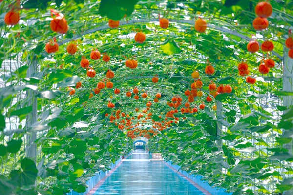 1529980173875324.jpg ebTI-hawmatz9618914.jpg